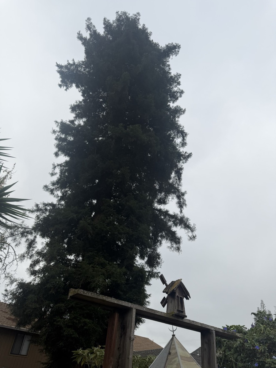 A tall redwood tree in an Oakland backyard